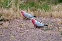 Galah.20101030_1911