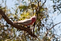 Galah.20101031_2208