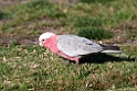 Galah.20101109_3690