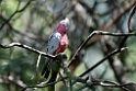 Galah.20101121_4931