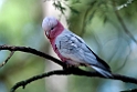 Galah.20101121_4936