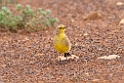 Gibberbird.20101030_1789