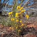 Gluepot Reserve flower.20101106_3371