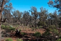 Gluepot Reserve.20101105_3268
