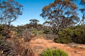Gluepot Reserve.20101106_3367