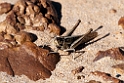 Grashopper.20101102_3143