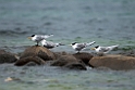 Great Crested Tern.20101113_4113