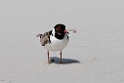 Hooded Plover.20101113_4213