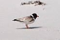 Hooded Plover.20101113_4236