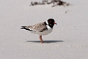 Hooded Plover.20101113_4244