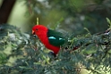 King Parrot.20101121_4912