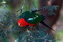 King Parrot.20101121_4923
