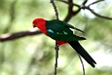 King Parrot.20101121_4943