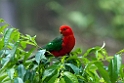 King Parrot.20101121_4965