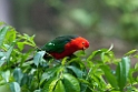 King Parrot.20101121_4968