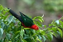 King Parrot.20101121_4973