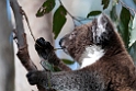Koala.20101027_1717