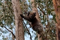 Koala.20101027_1732