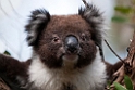 Koala.20101027_1758