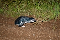 Little Blue Penguin.20101117_4605