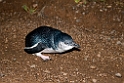 Little Blue Penguin.20101117_4615