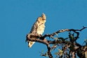 Little Corella.20101031_2491