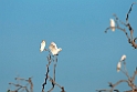 Little Corella.20101031_2522