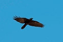Little Crow.20101102_3123