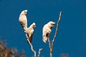 Long-billed Corella.20101117_4453
