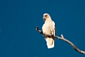 Long-billed Corella.20101117_4472