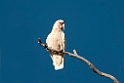 Long-billed Corella.20101117_4478