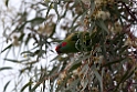 Musk Parrrot.20101117_4595