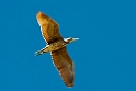 Nankeen Night Heron.20101101_2832