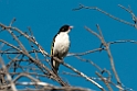 Painted Honeyeater.20101117_4496