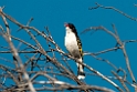 Painted Honeyeater.20101117_4499