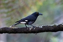 Pied Currewong.20101124_5208