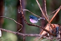 Pink Robin.20101114_4386