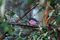 Pink Robin.20101114_4396