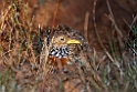 Plains-Wanderer.20101117_4573