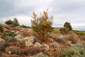 Port Augusta Botanisk Have.20101106_3453