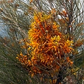 Port Augusta Botanisk Have.20101106_3456