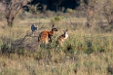 Red Kangaroo.20101104_3206