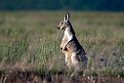 Red Kangaroo.20101104_3210