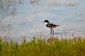 Red-kneed Dotterel.20101102_3162