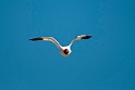 Red-necked Avocet.20101101_2577