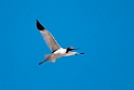 Red-necked Avocet.20101101_2587