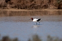 Red-necked Avocet.20101101_2592