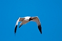 Red-necked Avocet.20101101_2593