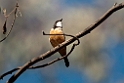 Rufous Whistler.20101119_4669