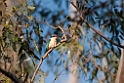 Sacred Kingfisher.20101119_4861